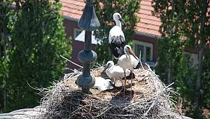 Caminin baş tacı misafirleri