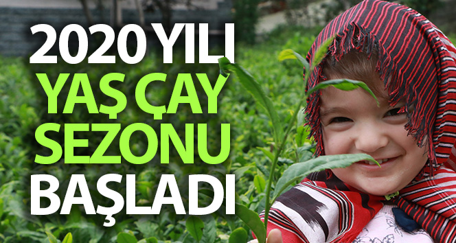2020 yılı yaş çay sezonu başladı