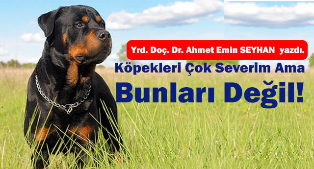 Köpekleri Çok Severim Ama Bunları Değil!