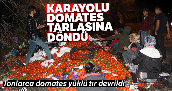 25 ton domates yüklü tır devrildi! Karayolu domates tarlasına döndü...