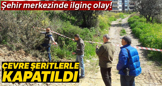 Yaban domuzu şehir merkezinde altı yavru doğurdu