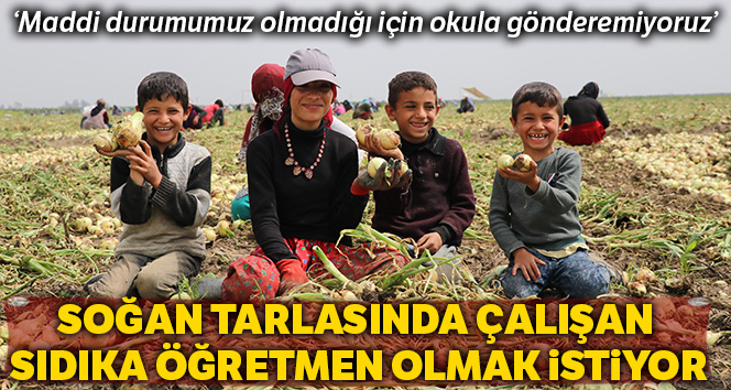 Öğretmen olmak isteyen Sıdıka, soğan tarlasında çalışıyor