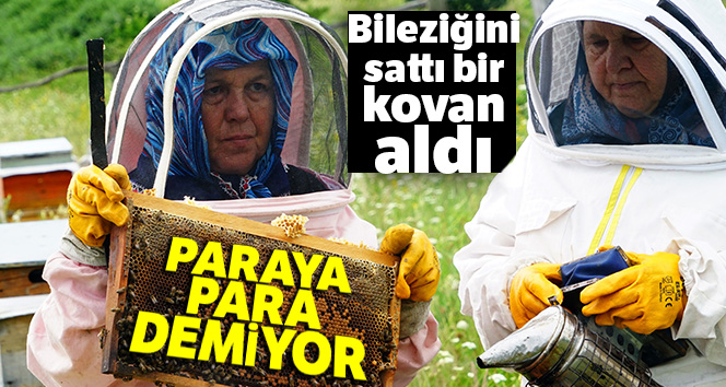 Bileziğini sattı, bir kovan arı aldı, şimdi paraya para demiyor