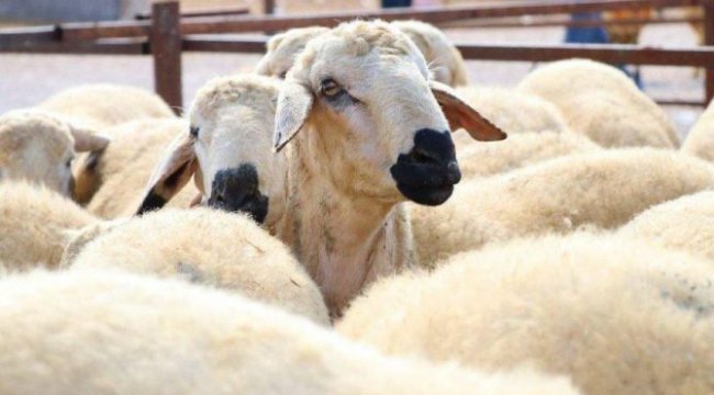 Kurban nasıl kesilir? Kurban keserken okunacak dualar ve sureler…