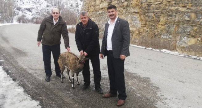 Yaralı dağ keçisini din görevlileri kurtardı