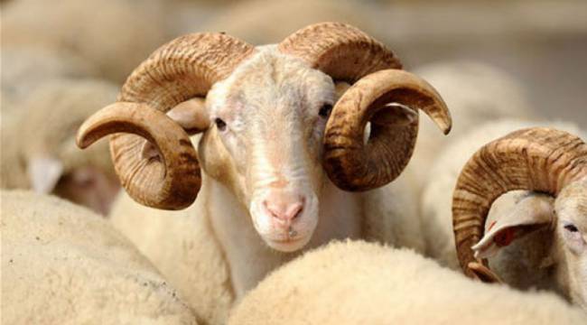 2021 yılı vekaletle kurban bedelleri açıklandı